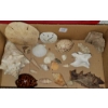 Image 1 : Assortment of Sea Shells and Bone incl Large Vertebra