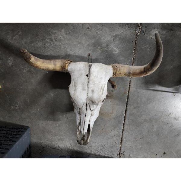 Longhorn Steer Skull