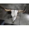 Image 1 : Longhorn Steer Skull