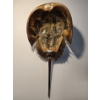Image 2 : 20" Long Horseshoe Crab Shell with Articulating Tail