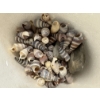 Image 7 : 6 Pack Coca-Cola Bottles 6 oz. -7 Inches - Small Seashells - Glass Pitcher with Fruit 