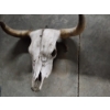 Image 2 : Longhorn Steer Skull