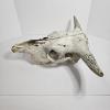 Image 5 : Weathered Sun Bleached Domestic Cattle Skull With Horns