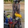 Image 2 : Large Witch, Fiber Optic Cat, Tons of Scary Stuff