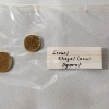 Image 2 : World Coin Lot: Isreal, Belgium, Netherlands, France