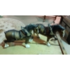 Image 1 : Vintage Pair Of Clydsdale Molded Plastic Horses 12" L - Budweiser?  Nice!