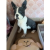 Image 3 : Boston Terrier Statue, New Placecard Holders, Ornament, & 2 New Coin Holders