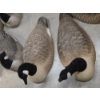 Image 2 : Eight Life Size Upright Geese Shell Decoys 
