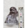 Image 5 : Degenhart Vintage Uranium Glass Dog Figurine - Oddball - UV Reactive!!!