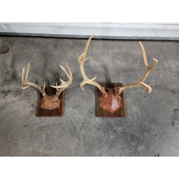 Two Mounted Deer Antlers on Plaques