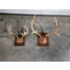 Image 1 : Two Mounted Deer Antlers on Plaques