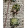 Image 5 : Large Beautiful Turtle Collection. Including Frame, Candle Holders, & More