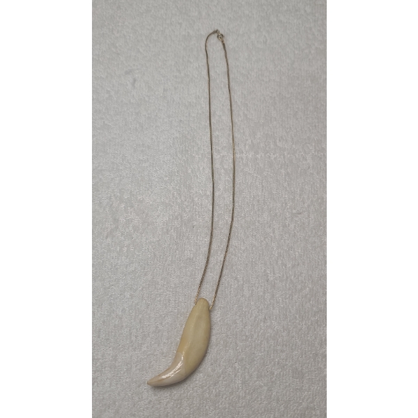 Interesting & Unique Bear Tooth Necklace - Believed to be Authentic Bear Tooth!