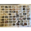 Image 4 : Interesting Rock Collection & Literature And Large Collection Of Natural Sand Dollars In Various Siz