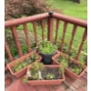 Image 1 : 4 Quality Plastic Planters incl 1 Bucket Style and 3 Rectangles