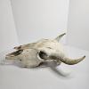 Image 4 : American Bison Skull