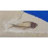 Image 2 : Eocene Period Fish Fossil Possibly 40 Million Years Old From The Green River In Wyoming 