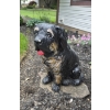 Image 2 : Louisville Home Pickup - Yard Decor 28" Painted Concrete Canine Statue - In Very Good Cond  See Pics