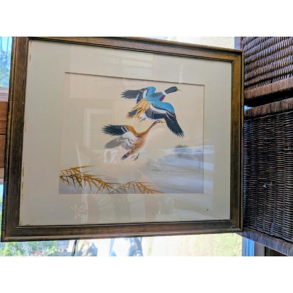 Beautiful Duck Framed Print 22'x27'