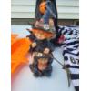 Image 11 : Assorted Halloween Items - Wreath, Witch Decor & More 