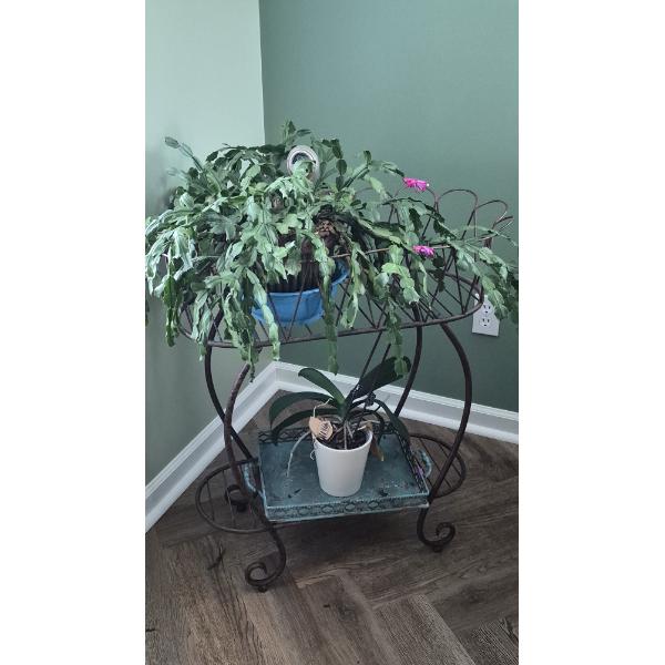 PICKUP IN NORTHFIELD - Potted Christmas Cactus Live Plant With Stand As Shown - See Pics 
