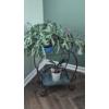 Image 1 : PICKUP IN NORTHFIELD - Potted Christmas Cactus Live Plant With Stand As Shown - See Pics 