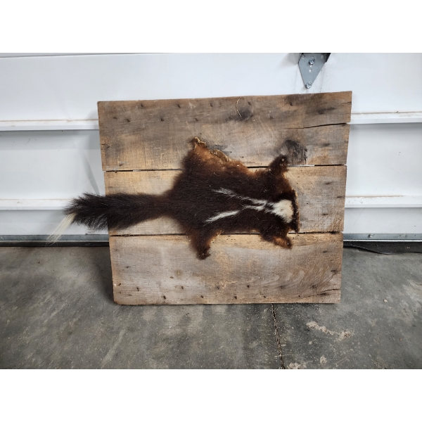 Skunk Hide on Wooden Display Board