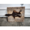 Image 1 : Skunk Hide on Wooden Display Board