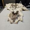 Image 1 : 63" Vintage Tanned White-Tailed Piebald Deer Hide