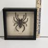 Image 3 : Real Framed Hysterocrates Gigas Cameroon Red Baboon Tarantula Taxidermy Insect Display 8x8"