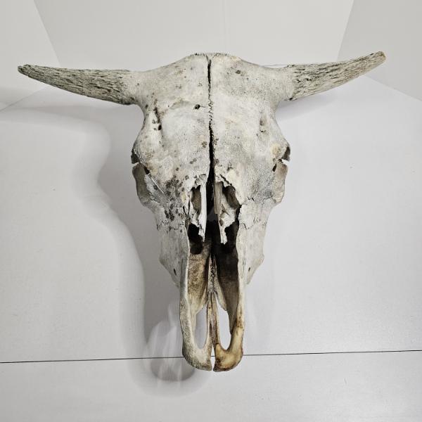Weathered Sun Bleached Domestic Cattle Skull With Horns