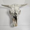 Image 1 : Weathered Sun Bleached Domestic Cattle Skull With Horns