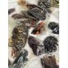 Image 1 : Tons of Fishing Lures - Cabela's Mounts - Different Colored Fishing Lure Worms - Glitter Worms - Etc