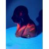 Image 7 : Rubina Boyd Glass Dog/Pooch Some Incredible UV Glow