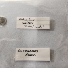 Image 9 : World Coin Lot: Isreal, Belgium, Netherlands, France