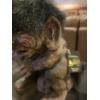 Image 2 : Highly Collectable Vintage Handmade In Norway Nyform Troll 