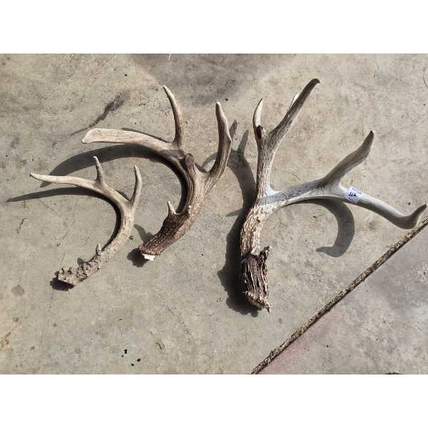 3 Deer Antlers - Un-Mounted