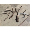 Image 1 : 3 Deer Antlers - Un-Mounted