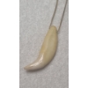 Image 3 : Interesting & Unique Bear Tooth Necklace - Believed to be Authentic Bear Tooth!