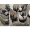 Image 2 : Eleven Life Size Floating Duck Decoys 