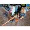 Image 1 : Large Resin Pig Bank & Statue, Smaller Pig And Wooden Toys