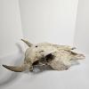Image 3 : American Bison Skull
