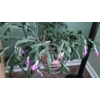 Image 4 : PICKUP IN NORTHFIELD - Potted Christmas Cactus Live Plant With Stand As Shown - See Pics 