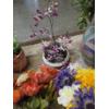 Image 3 : Collection Of Beautiful Artificial Flowers, Vases & Pots