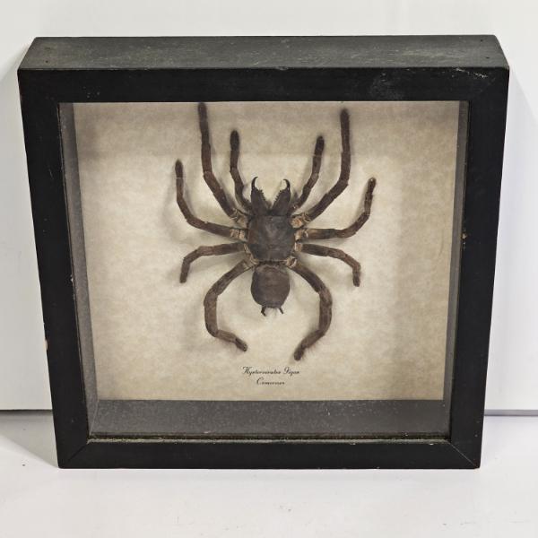 Real Framed Hysterocrates Gigas Cameroon Red Baboon Tarantula Taxidermy Insect Display 8x8"