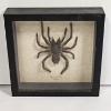 Image 1 : Real Framed Hysterocrates Gigas Cameroon Red Baboon Tarantula Taxidermy Insect Display 8x8"