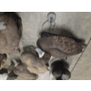 Image 3 : Eleven Life Size Floating Duck Decoys 