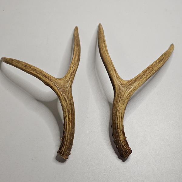Two Forked Deer Antlers