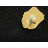 Image 4 : Vintage "Service 5" 10K Gold Pin (Front Piece is 10K, The Rest is Plated) TW: 2.1g