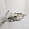 Image 6 : Weathered Sun Bleached Domestic Cattle Skull With Horns